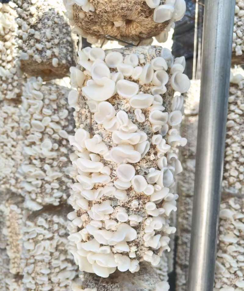 高品质菌棒