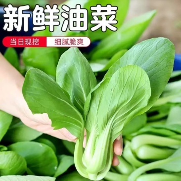 山东油菜