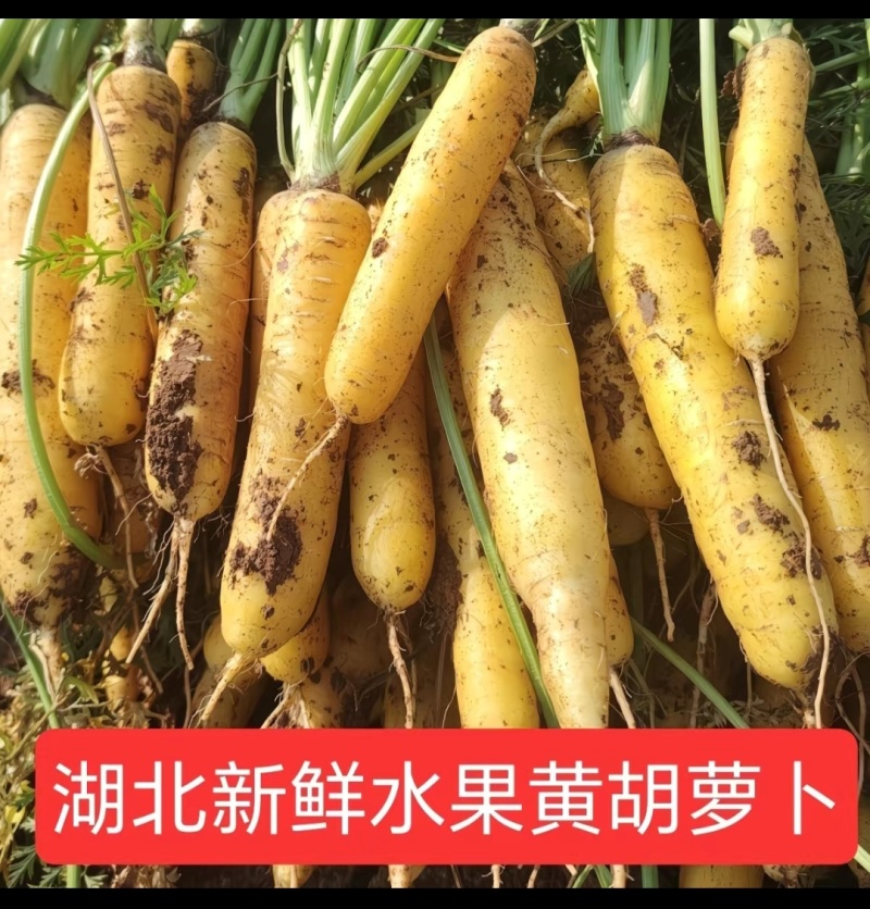 水果黄胡萝卜
