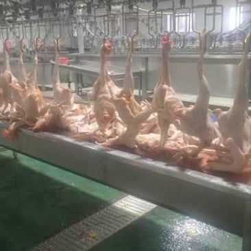 白条鸡活鸡宰杀量大质量好价格美丽