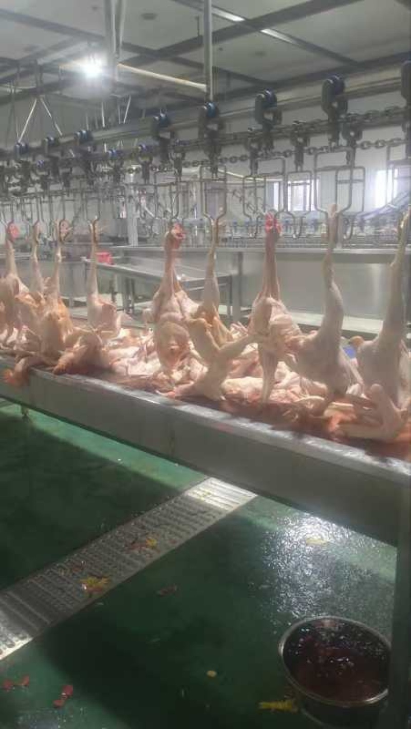 白条鸡活鸡宰杀量大质量好价格美丽