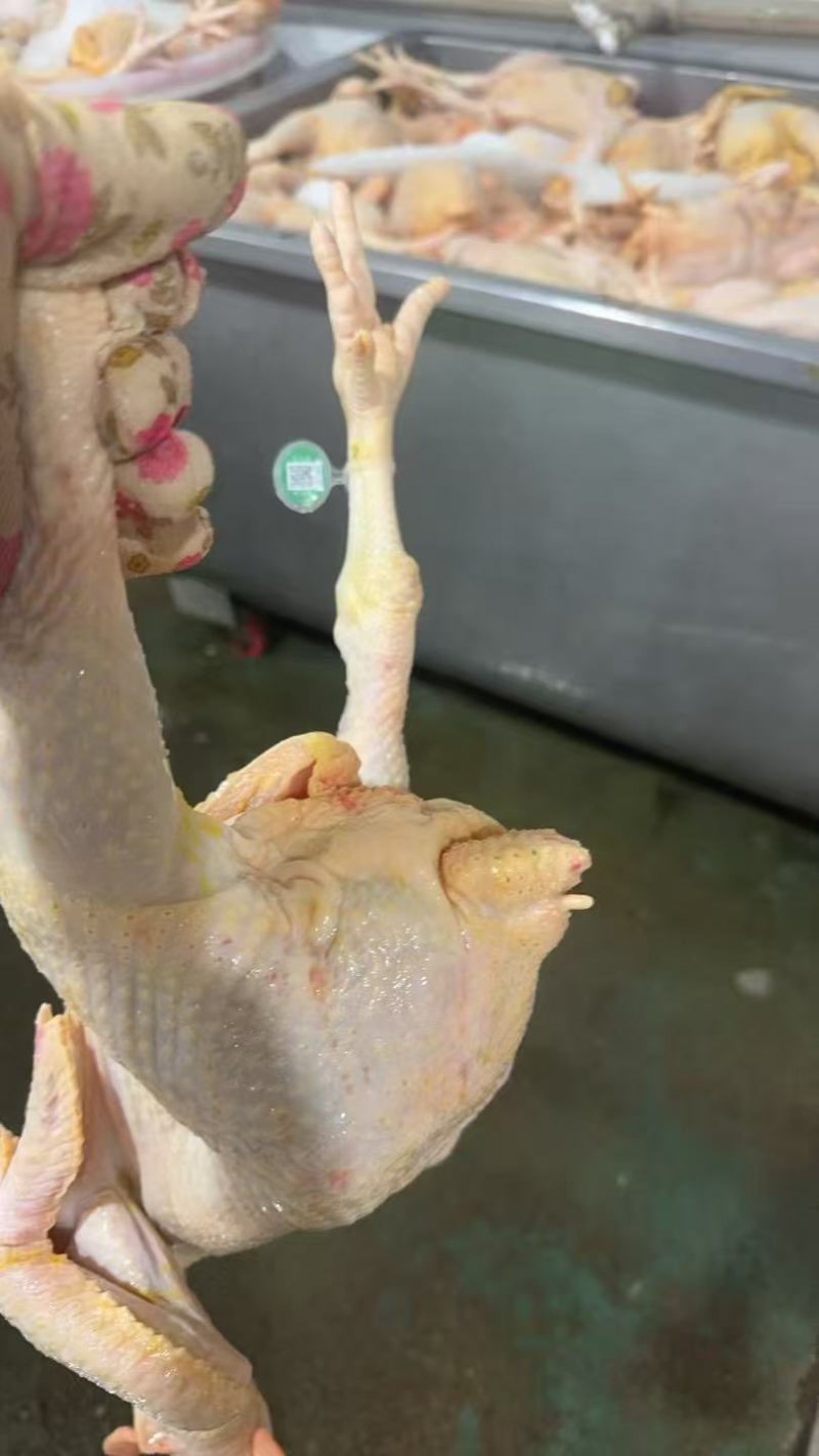 白条鸡活鸡宰杀量大质量好价格美丽