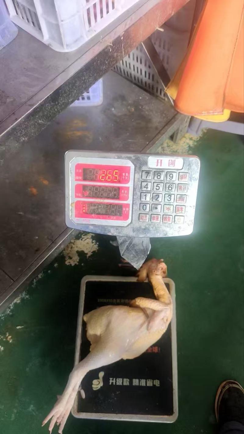 白条鸡活鸡宰杀量大质量好价格美丽