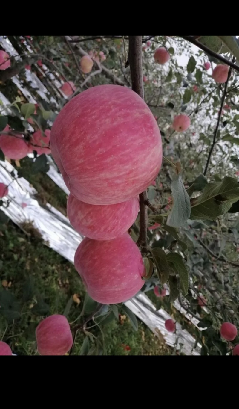 陕西红富士苹果