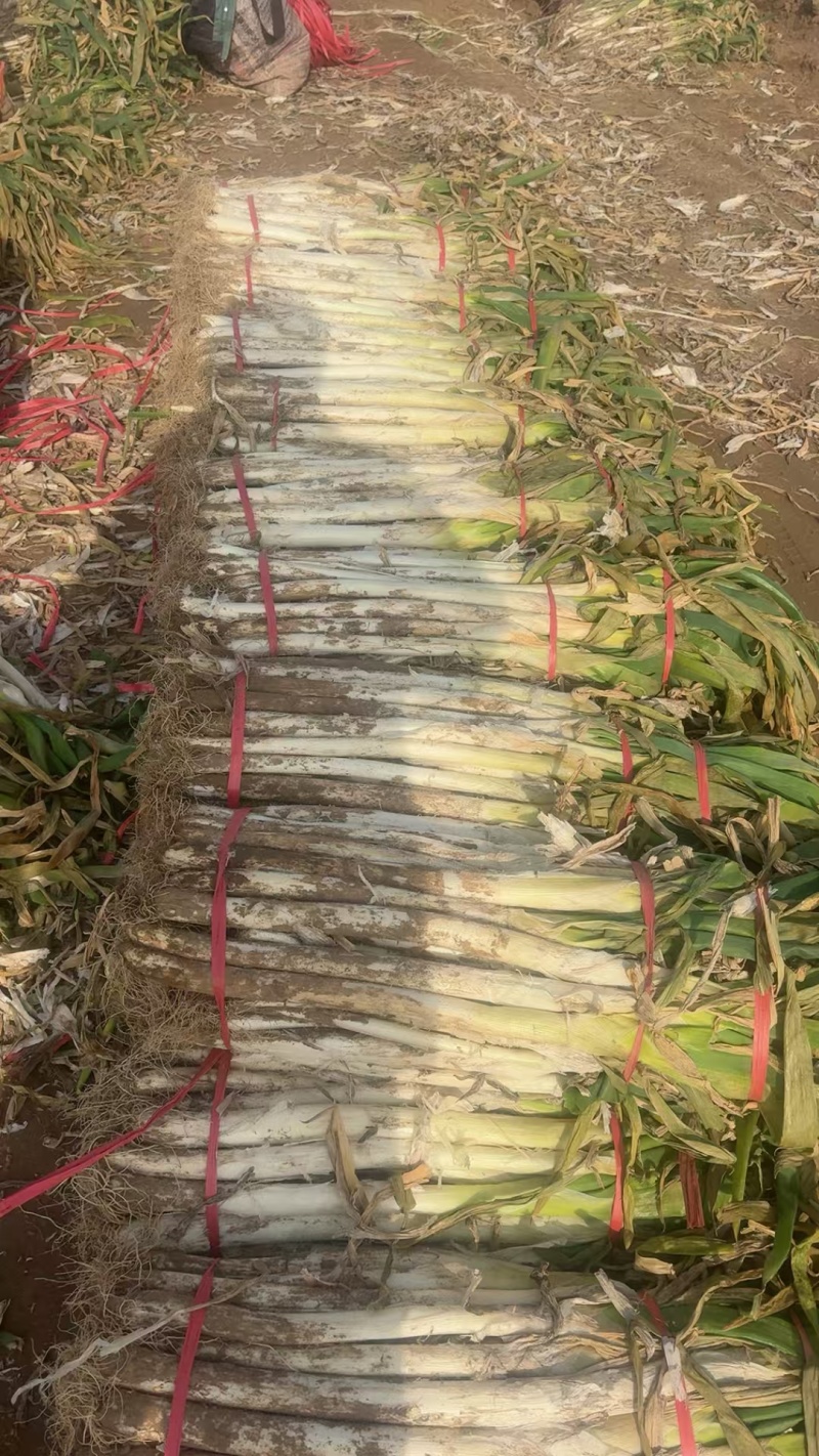 长白大葱二次加工