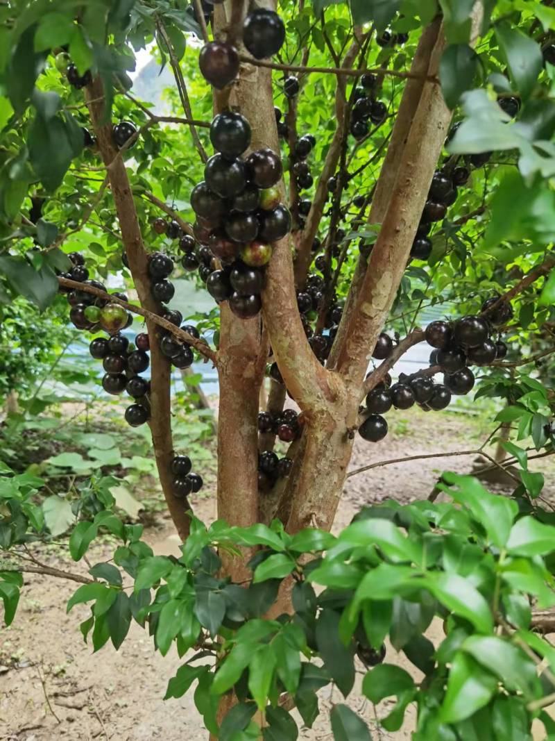 自家种沙巴嘉宝果8年数龄