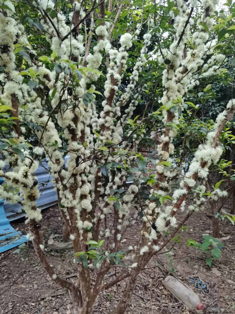 自家种沙巴嘉宝果8年数龄
