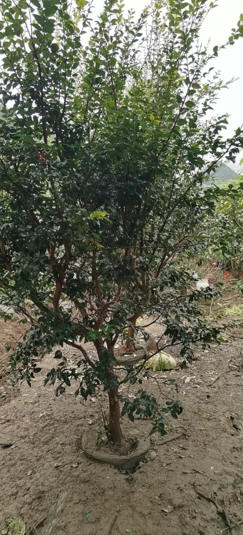 自家种沙巴嘉宝果8年数龄