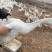 自家散养大三花鹅