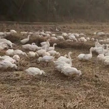 自家散养大三花鹅