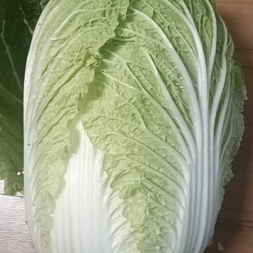 大量白菜上市