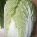 大量白菜上市