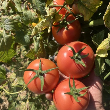 精品粉西红柿喜欢来谈