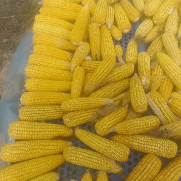 万糯8号，糯玉米干粒，