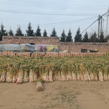 优质长白大葱50-60，好货不等人，需要的老板随时联系