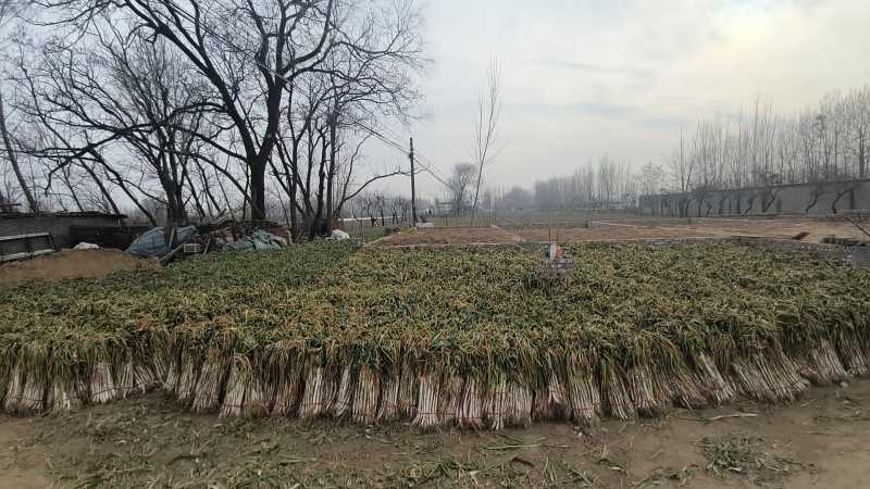 优质长白大葱50-60，好货不等人，需要的老板随时联系