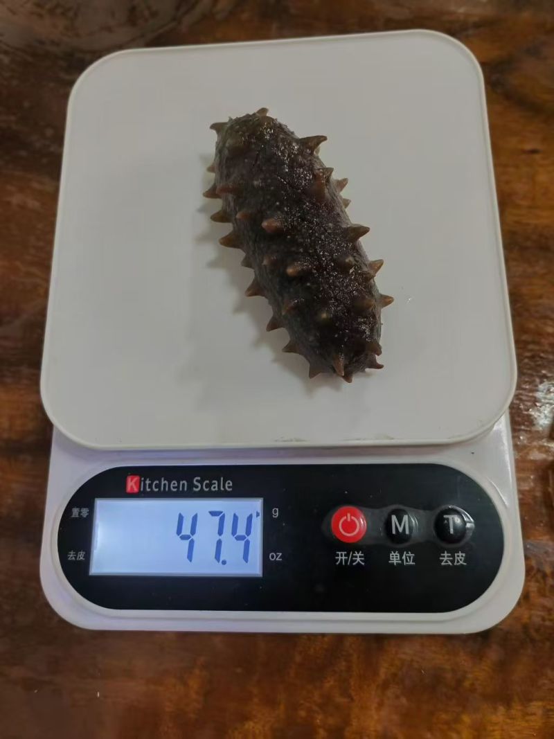 大连海参