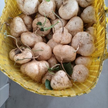 凉薯，皮薄水分足，清甜