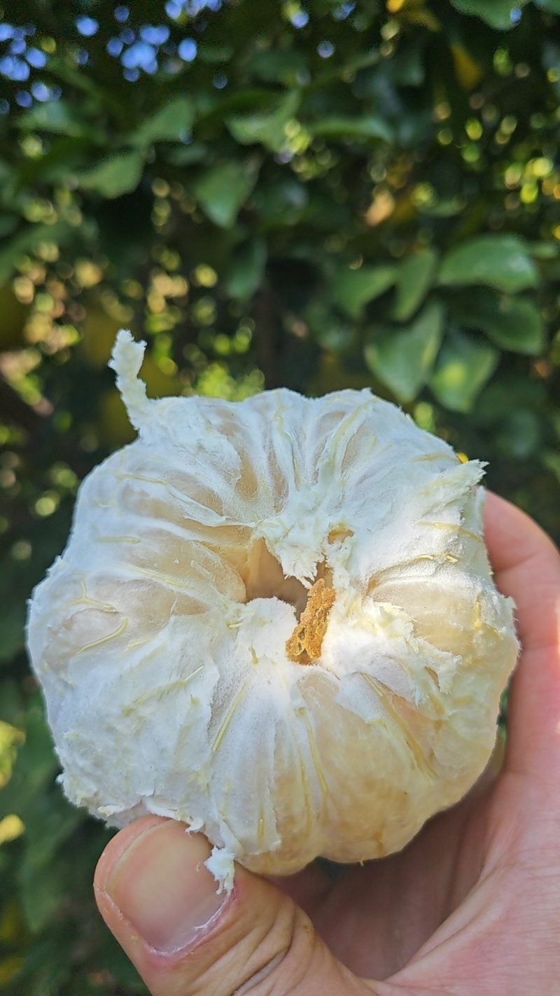 农家自种沙田柚，个头大，水分多，纯甜，