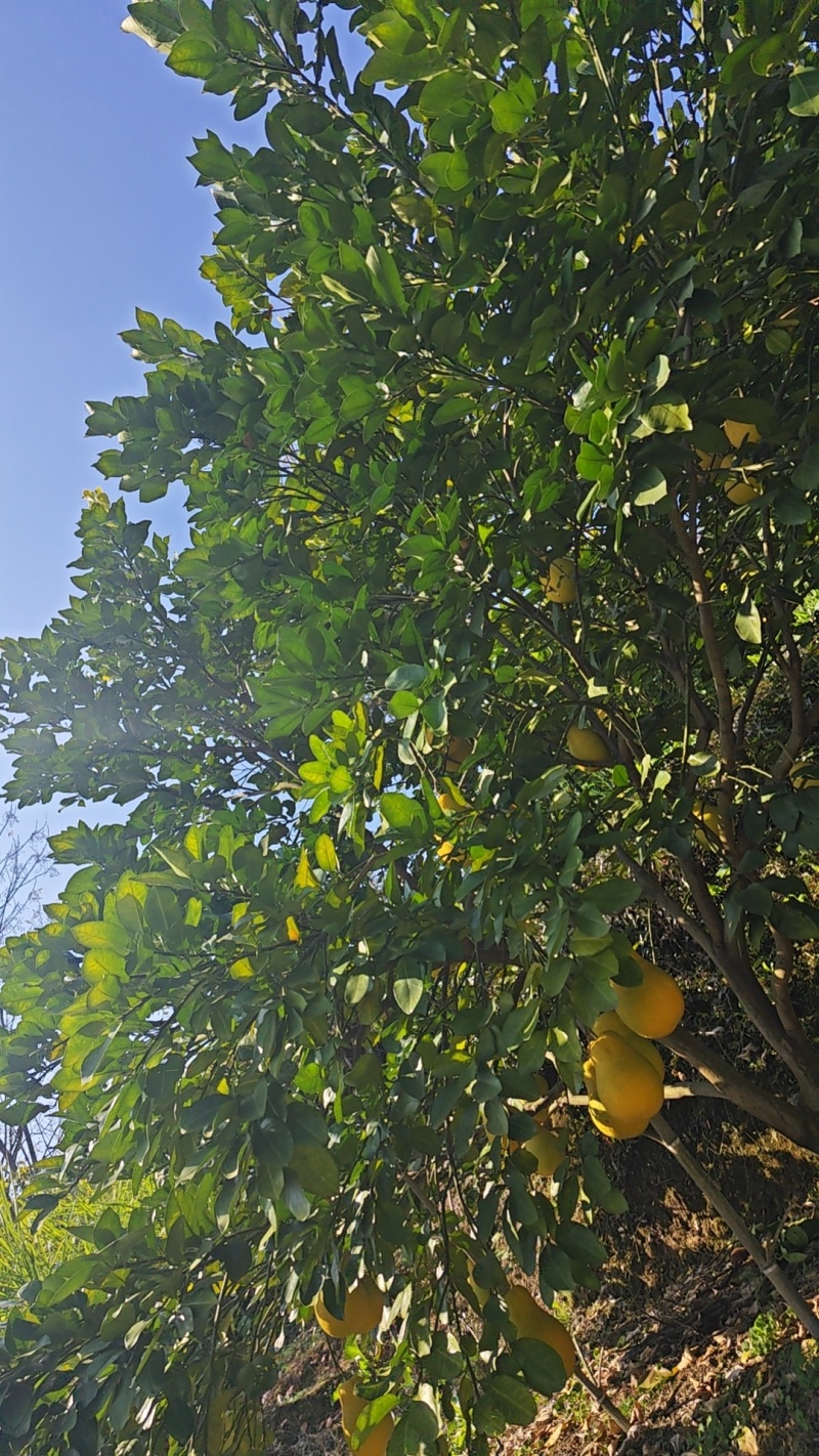 农家自种沙田柚，个头大，水分多，纯甜，