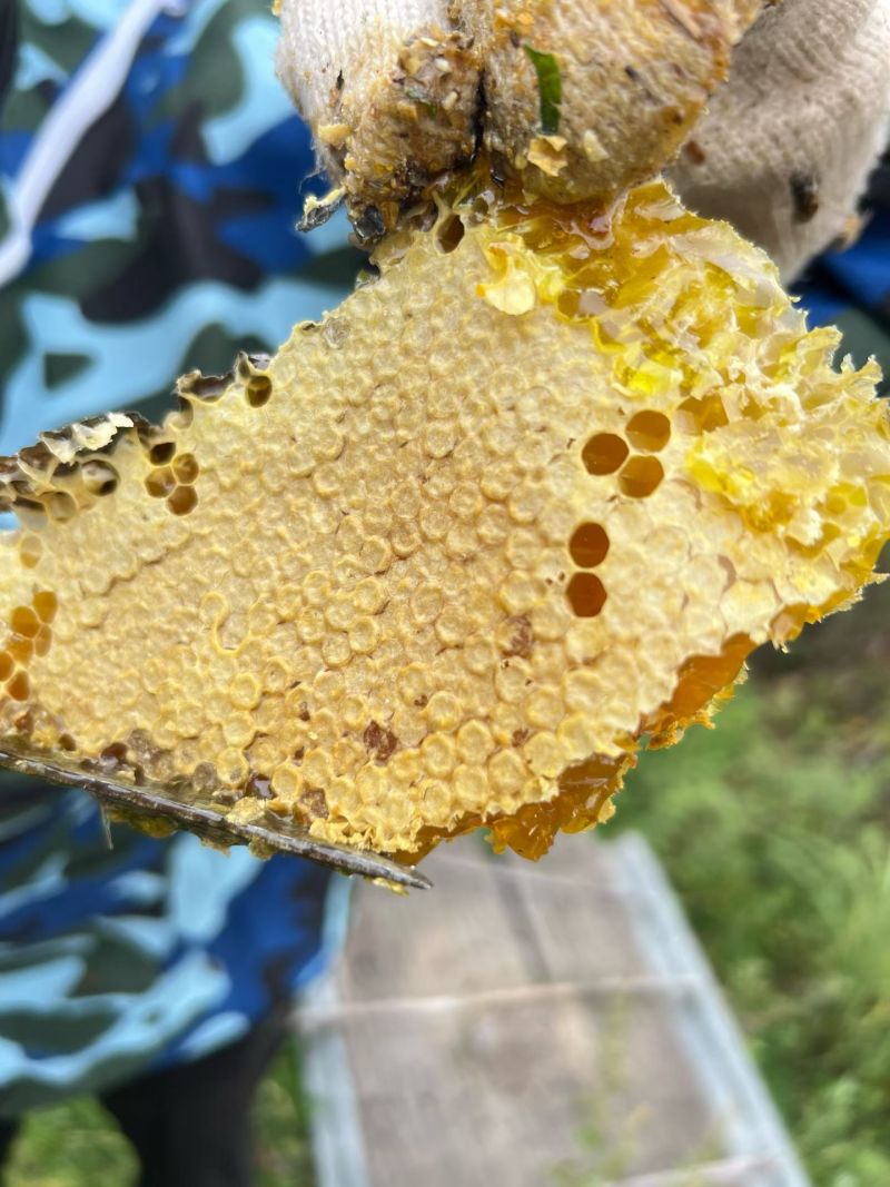 出售农村正宗土蜂蜜