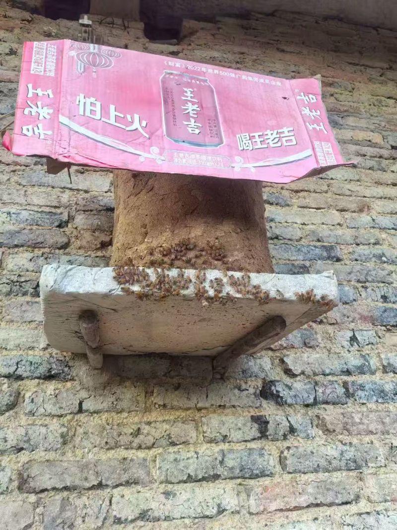 出售农村正宗土蜂蜜