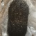 猪宝