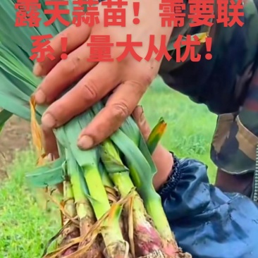 新鲜露天蒜苗