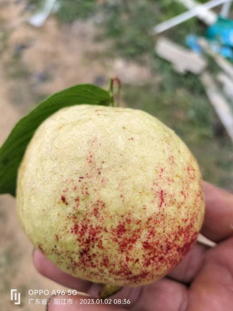 红宝石番石榴