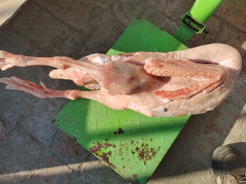 林口大鹅