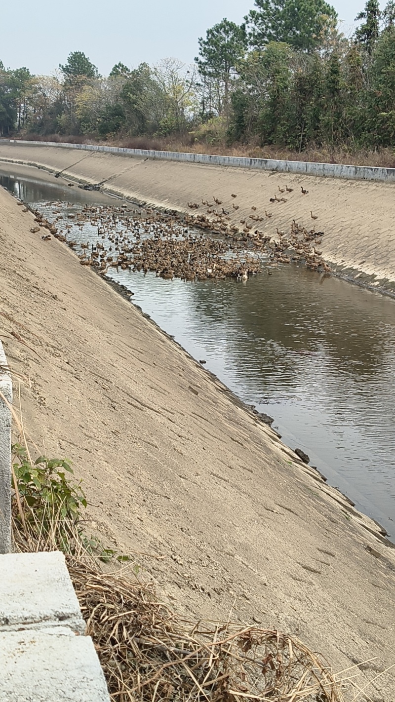散养土鸭