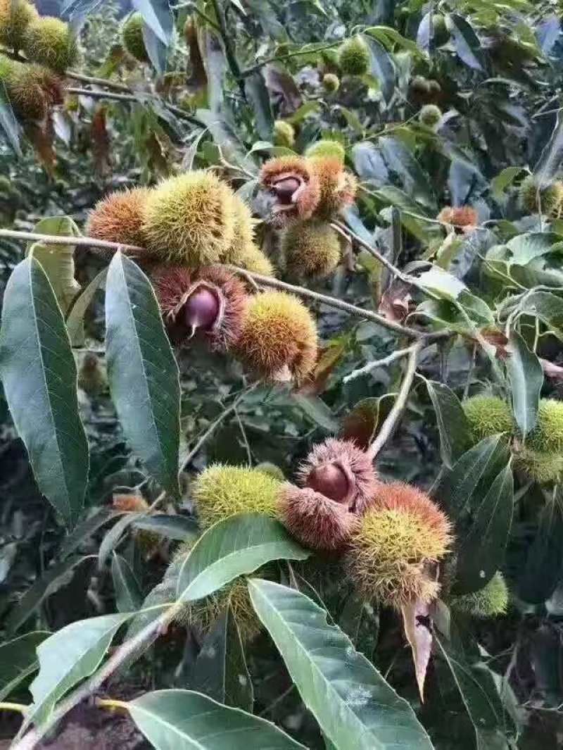 锥栗苗