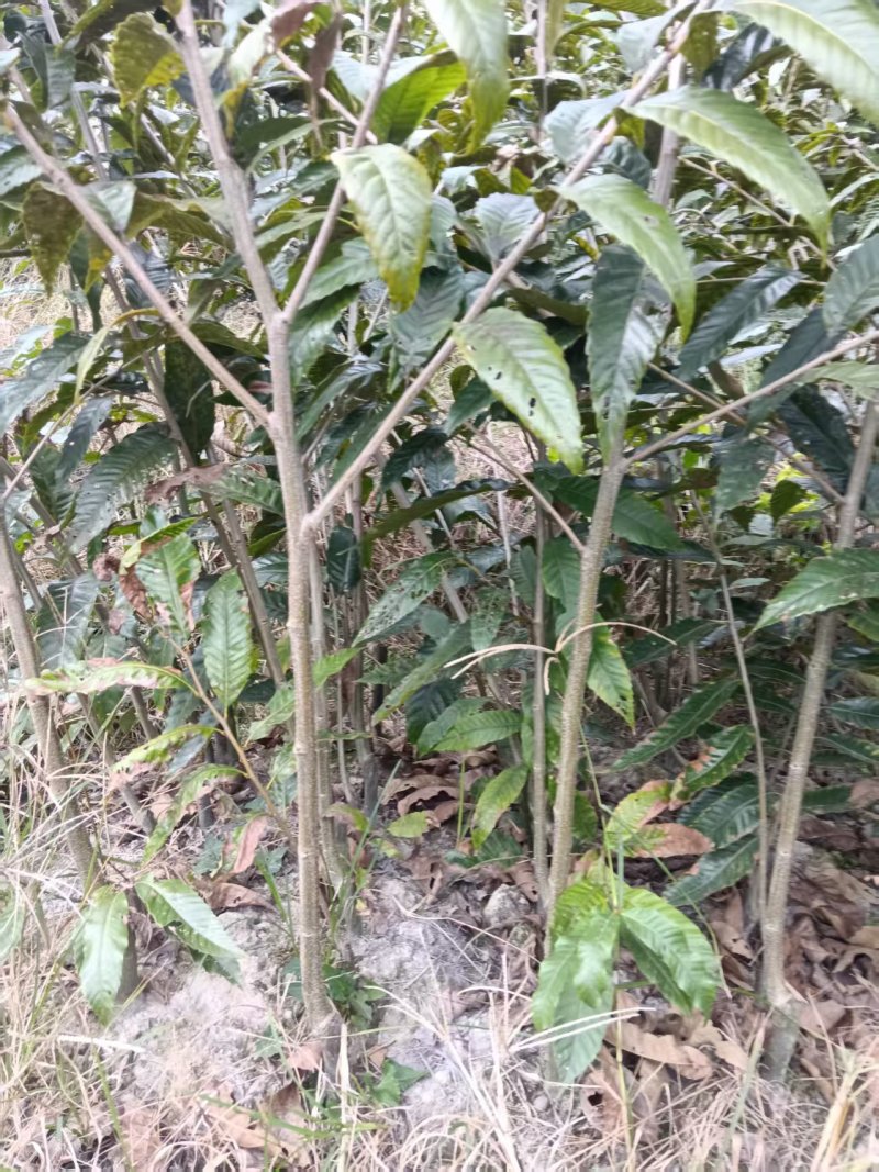 锥栗苗