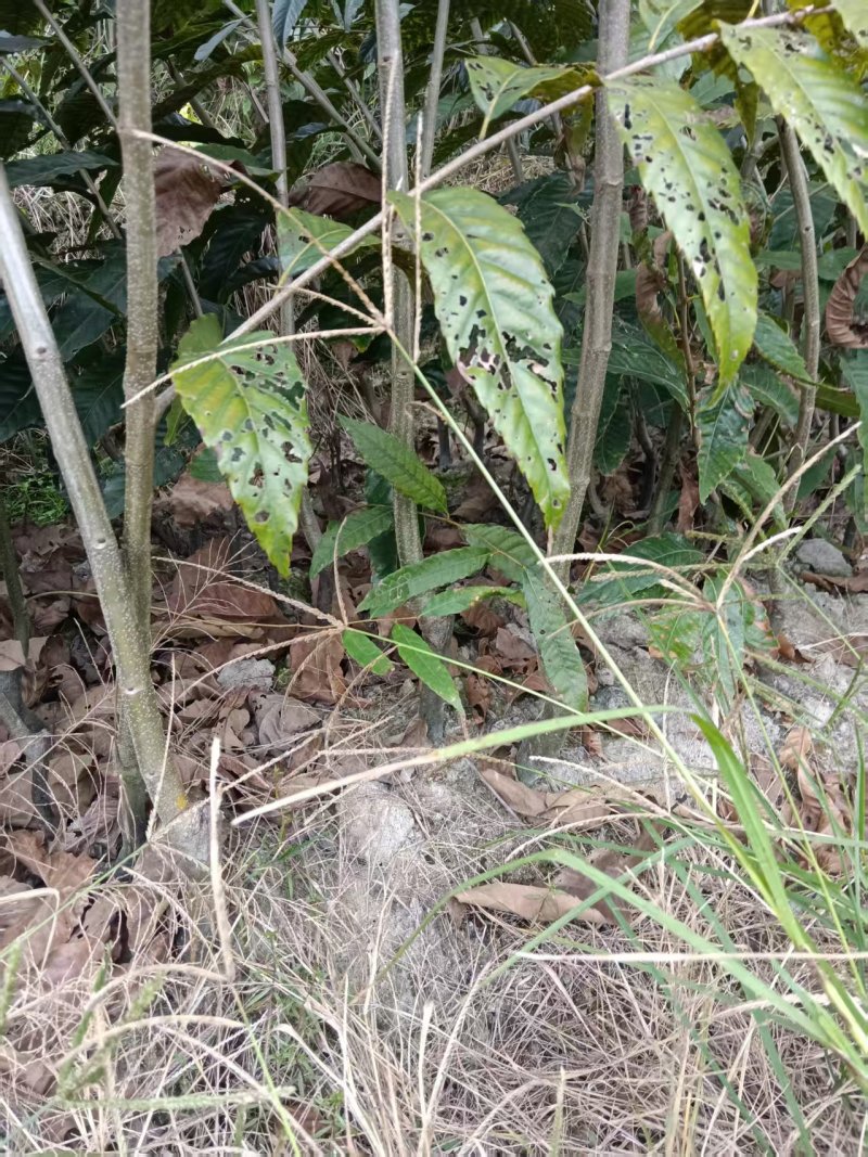 锥栗苗