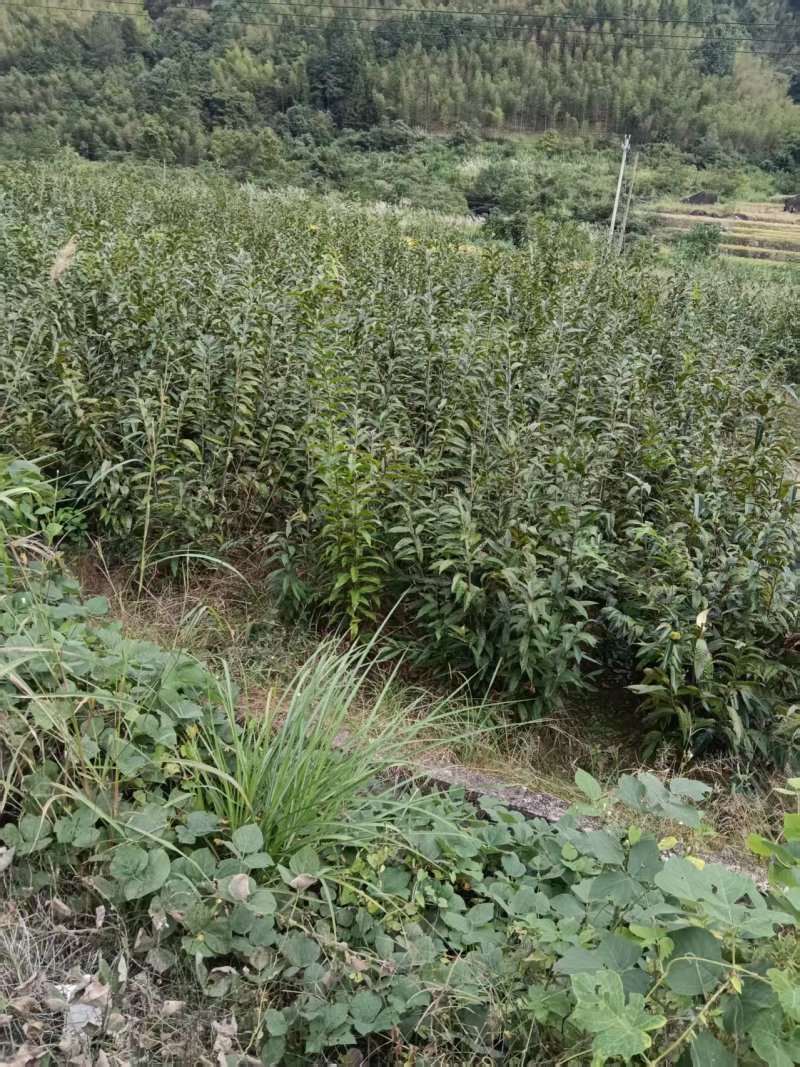 锥栗苗