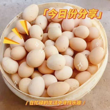 农家粉料鸡蛋