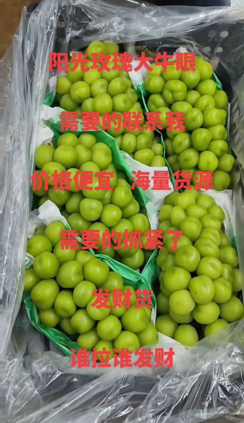 18克以上阳光玫瑰大牛眼