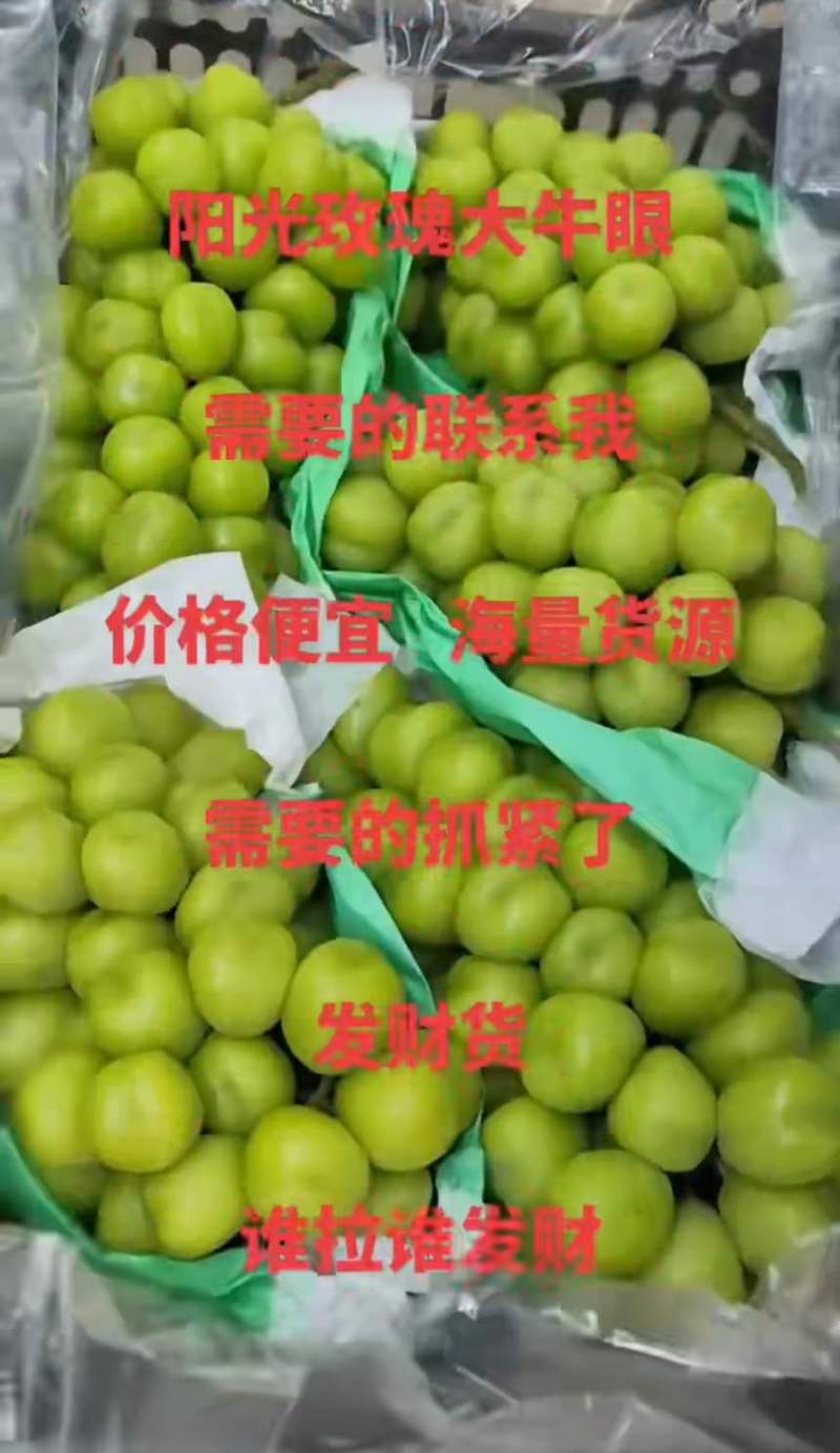 18克以上阳光玫瑰大牛眼