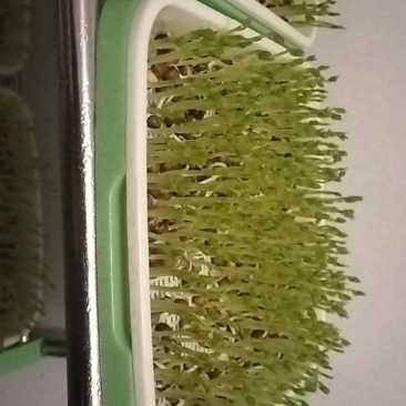 有机芽苗菜