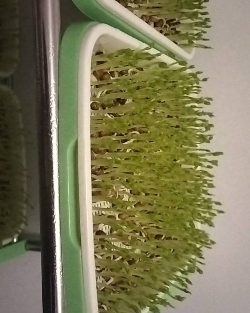 有机芽苗菜