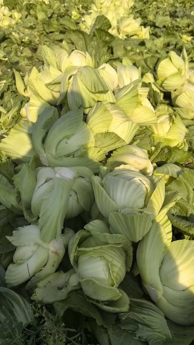 广西芥菜