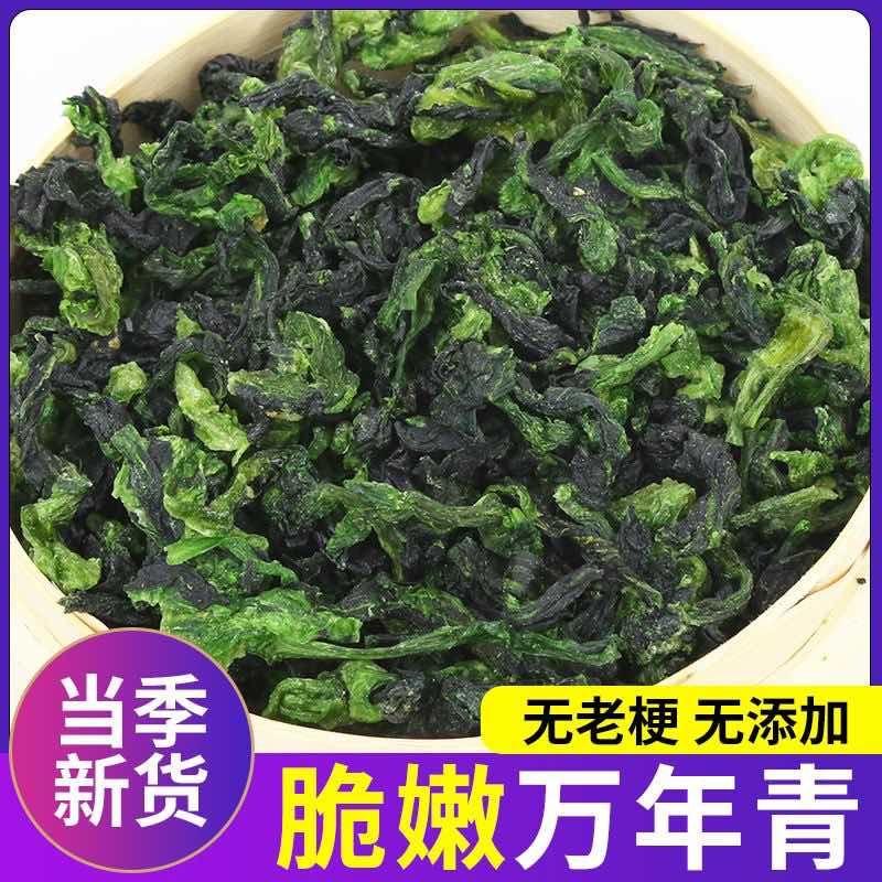 脱水菜芯万年青批发