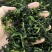 脱水菜芯万年青批发