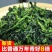 脱水菜芯万年青批发