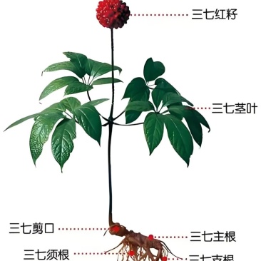 云南文山三七