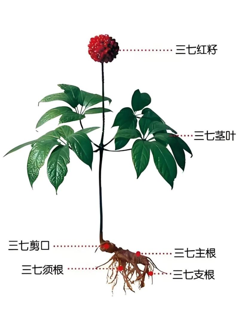 云南文山三七