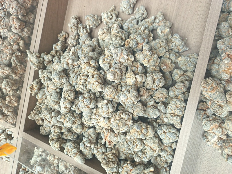 云南文山三七