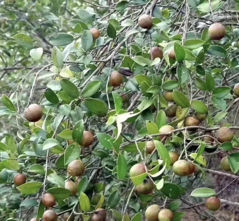 自己种的***土茶油，看着父母辛辛苦苦，劳动所得低价处理