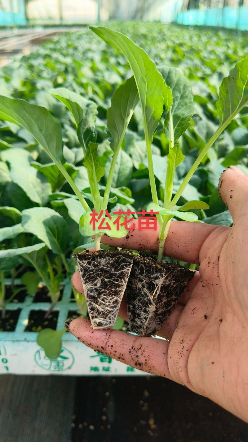 花菜苗