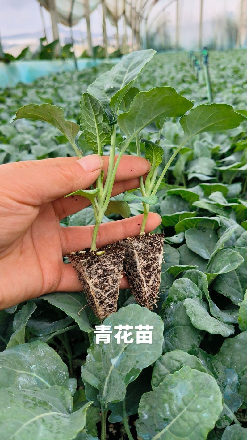 花菜苗